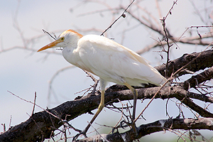 Cattle Egret